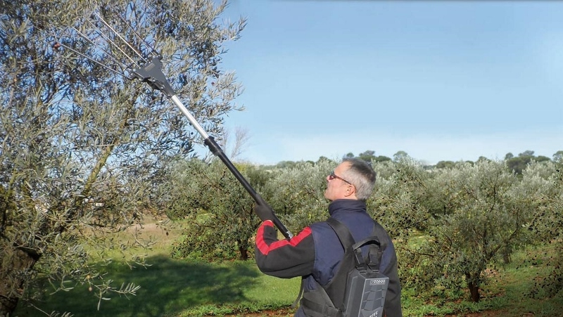 מנערות זיתים